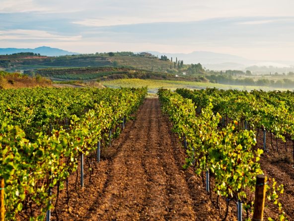Invertir en viñedos en el Baix Penedés